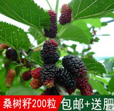 新采林木树种桑子葚籽小灌可