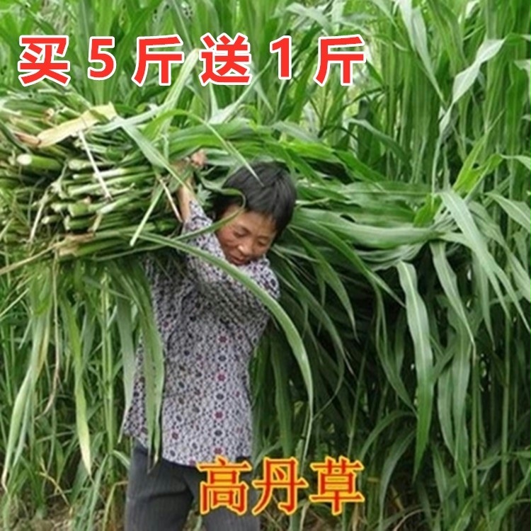 进口高丹草牧草种子苏丹草喂牛饲料草籽耐寒高产牧草高丹草籽
