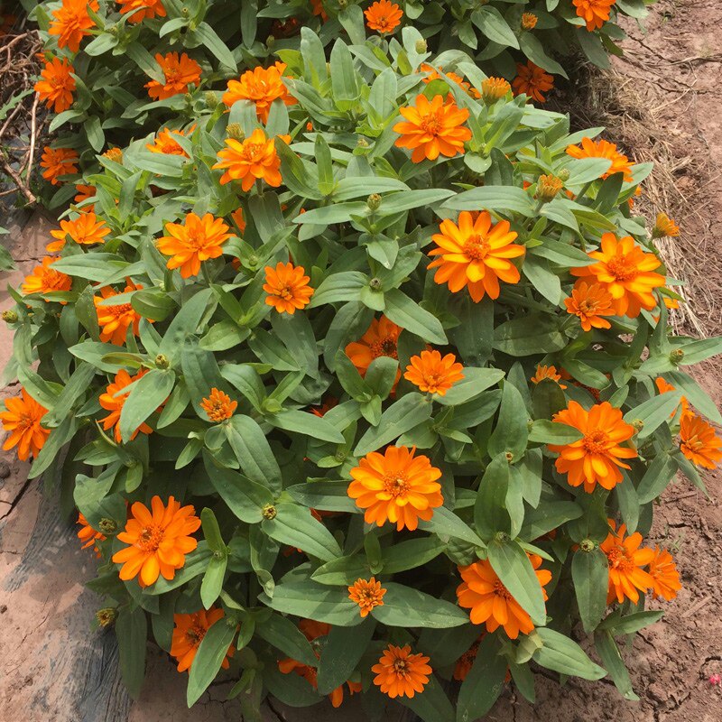 多花百日草种子四季播种春播花种子室内阳台盆栽易种植物花籽淘宝天猫优惠券