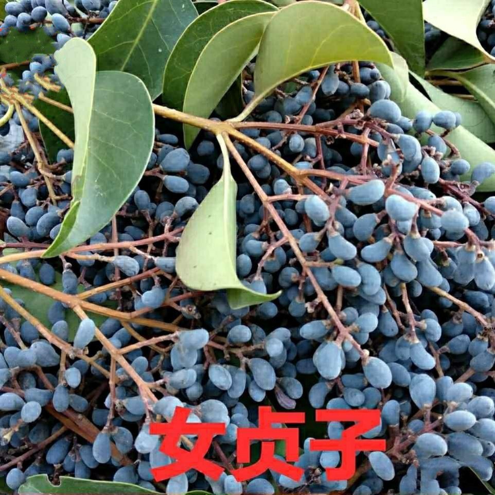 女贞种子中药材皮叶冬青土