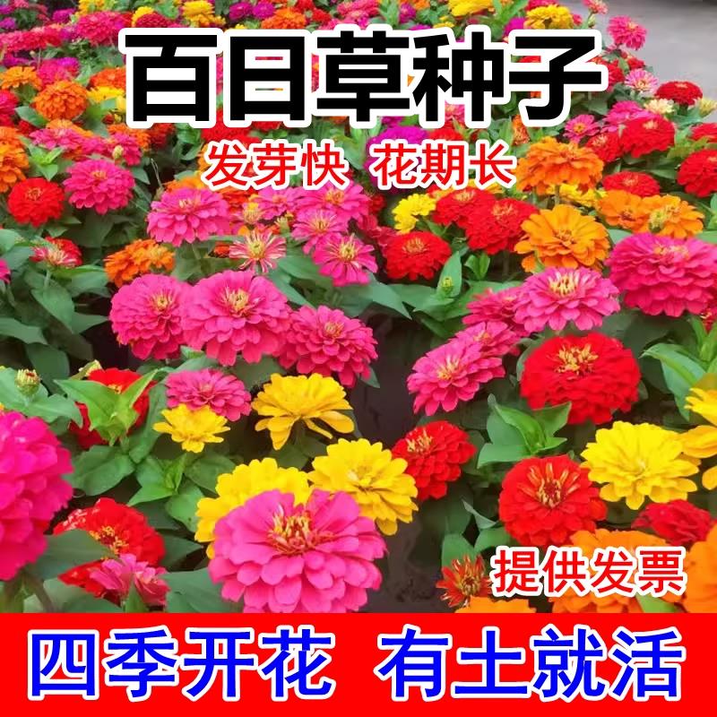 百日草种子籽大花重瓣四季百日菊种子波斯菊野花组合花籽易活花海