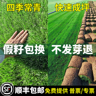 草坪草籽耐寒护坡固土草坪种子矮生地毯草庭院绿化高羊茅黑麦草种