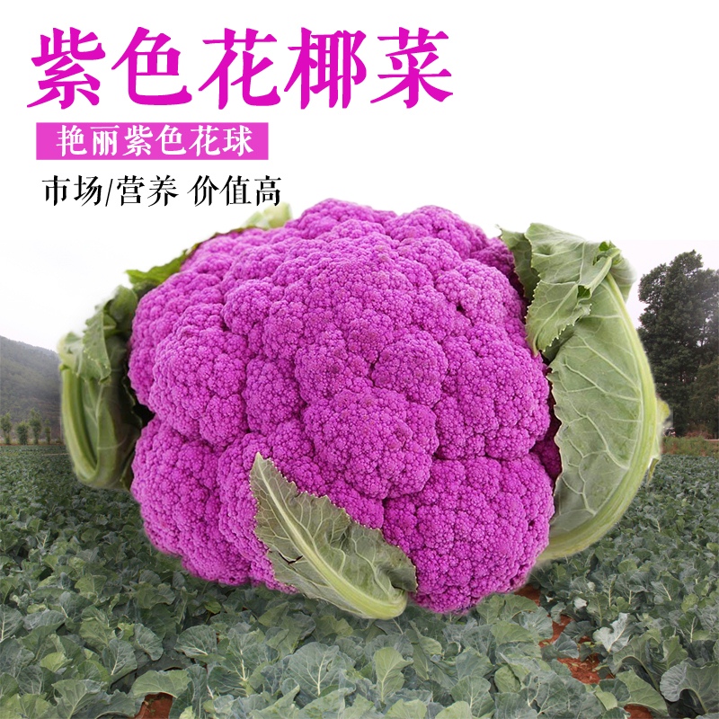紫菜花图片 野生紫花菜图片 伤感说说吧