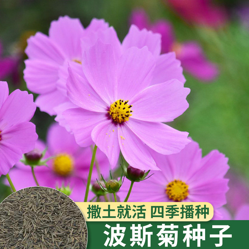 德沃多波斯菊种子四季播种种籽子开花卉易活花籽盆栽庭院室外种孑
