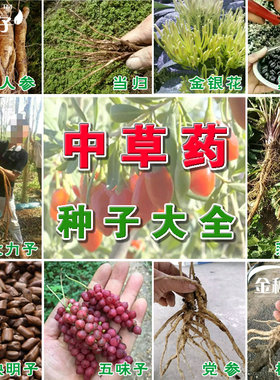 中草药种子板蓝根人参党
