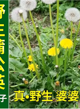 新采蒲公英种子婆婆丁种籽野菜多年生盆栽散装药食用四季可种