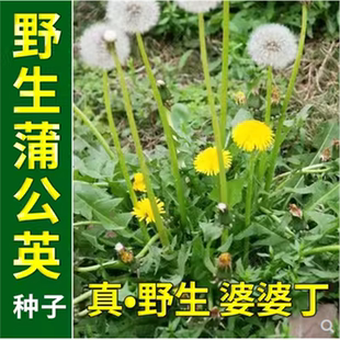 新采蒲公英种子婆婆丁种籽野菜多年生盆栽散装药食用四季可种