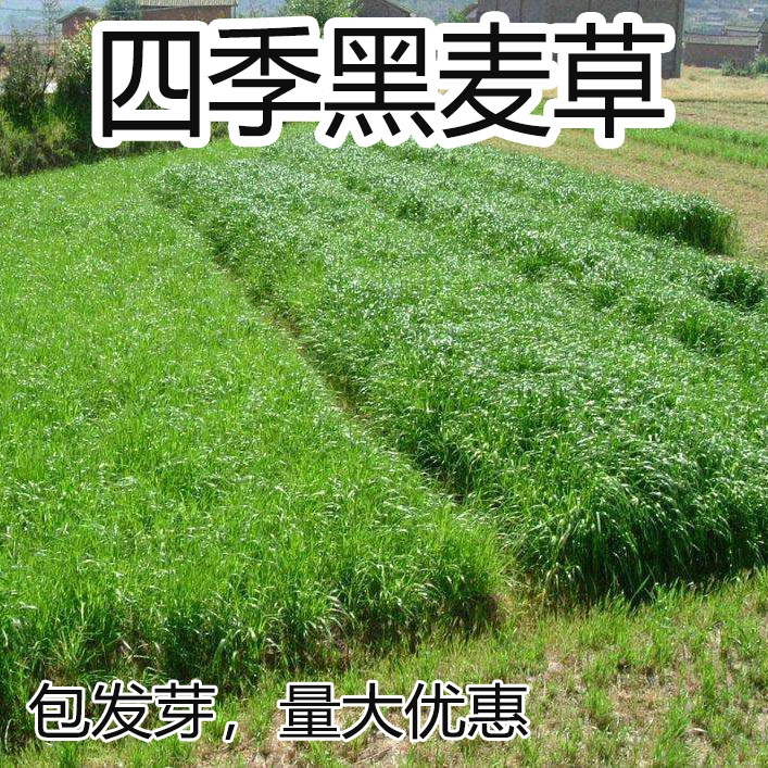 黑麦草种子进口耐寒牧草种子多年生四季常青鸡鸭鹅猪牛羊鱼草种籽