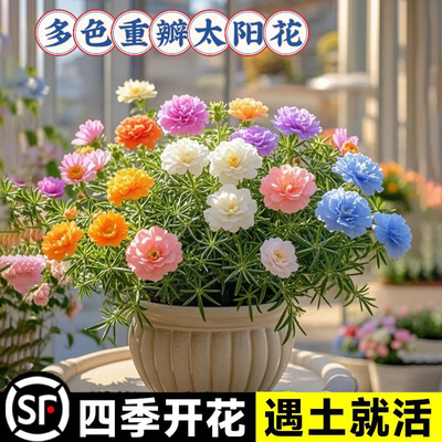 太阳花种孑重瓣籽四季开格