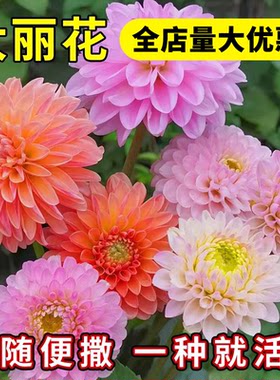 重瓣大丽花种子四季易活开