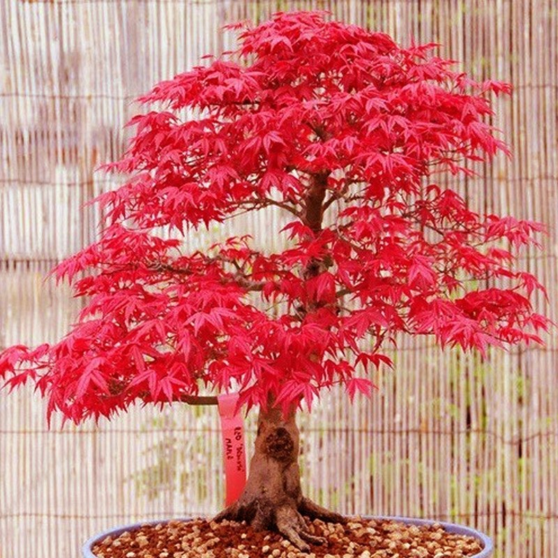 适合冬天红枫种子四季种开花不断易活室内外盆栽观植物花种籽,鲜花速递/花卉仿真/绿植园艺,家庭园艺种子,淘宝优惠券,粉丝福利购,淘宝优惠卷