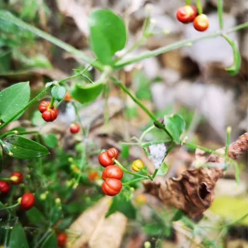 茜草种子野草植物种籽新奇药用观赏爬藤阳台盆栽四季易活