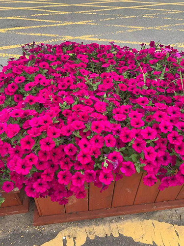 大花红色矮牵牛种子庭院阳