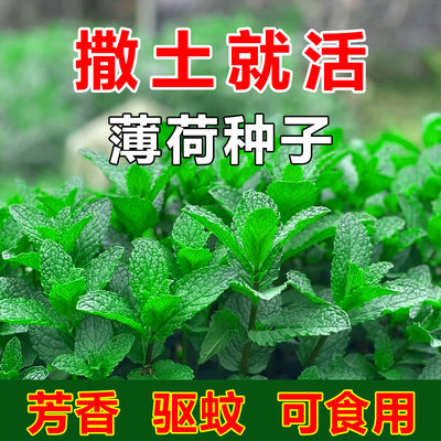 可食用薄荷种子留兰香柠檬