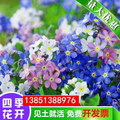 美女樱花种子五色梅春秋易种多年生花海庭院阳台花卉