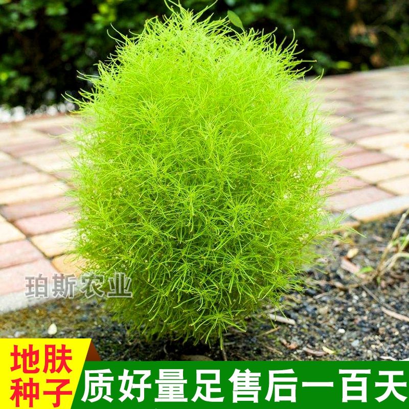 红叶地肤草种子 扫帚草种籽 室外庭院草坪花卉四季观赏绿化包邮