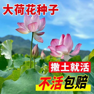大型荷花种子开口莲子池塘大叶莲藕水生养植物四季室外观赏花种籽