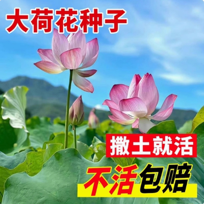 大型荷花种子开口莲子池塘大叶莲藕水生养植物四季室外观赏花种籽
