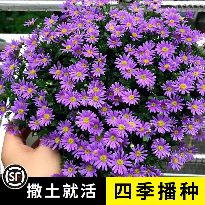 姬小菊花种籽子四季种开花易活多年生植物阳台室内外玛格丽特种籽-封面