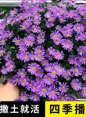 姬小菊花种籽子四季种开花易活多年生植物阳台室内外玛格丽特种籽