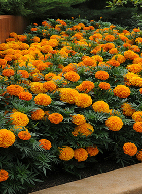 耐旱耐热草花矮杆万寿菊种子四季易养活路边花坛户外庭院花海景区