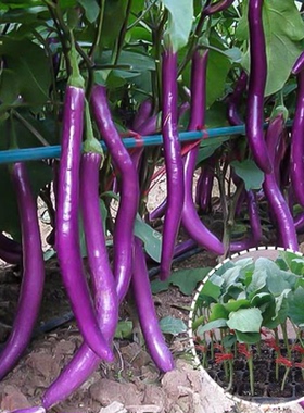 紫龙杭茄线茄子种子苗耐旱抗病春季夏黑紫色长茄子种籽