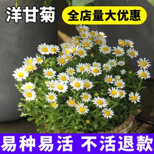 小雏菊花种子洋甘菊花种籽子四季播种开花白晶菊花种籽太阳花种孑