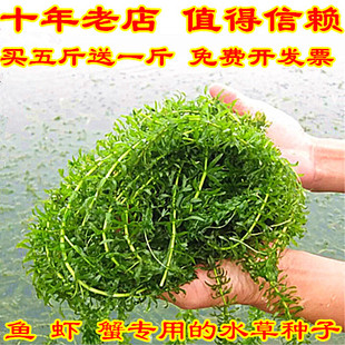 鱼塘水草种子伊乐藻轮叶黑藻养鱼虾草籽种子四季净化水质的水草