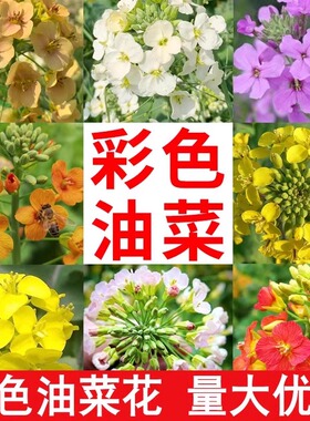 观赏彩色油菜花优质油菜花种子五彩油菜籽种子高产榨油春秋播花卉