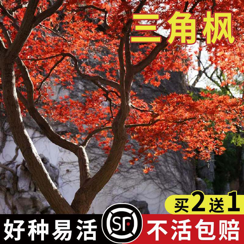 新采三角枫种子 枫树种子绿化三角槭落叶乔木园林树种子