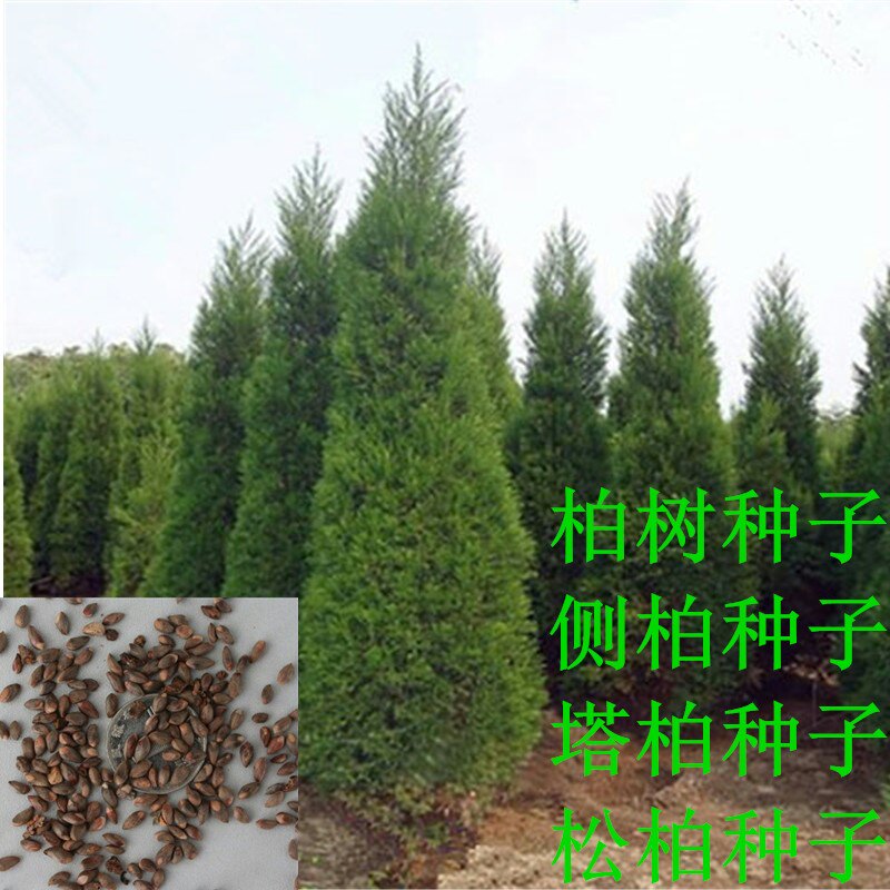 柏树种子塔墓地松桧洒金图片