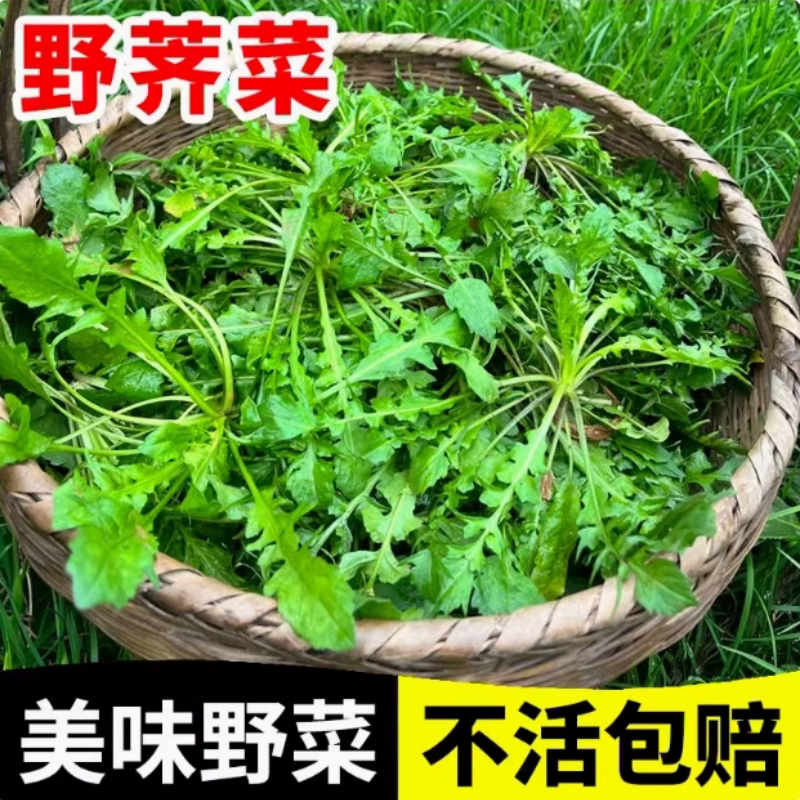 纯野生荠荠菜种子 特菜野菜种子农家老品种蔬菜种子春 四季播包邮