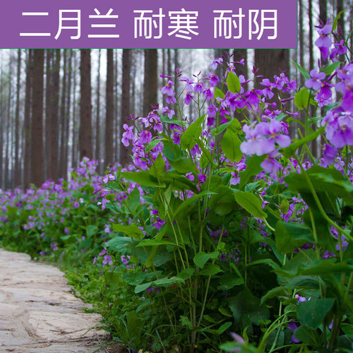 二月兰种子花籽诸葛菜蓝多