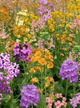 彩色油菜花种子紫色油菜花籽兰香芥种子开花快易活户外大面积种植