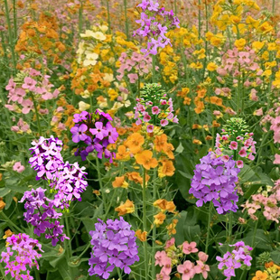 彩色油菜花种子紫色油菜花籽兰香芥种子开花快易活户外大面积种植