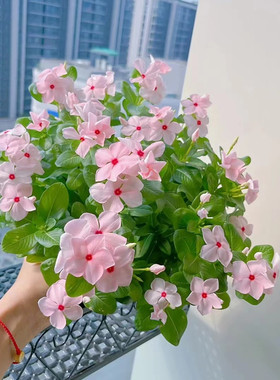 长春花种子四季春季播室内阳台盆栽花园易种秋季花草花卉花籽