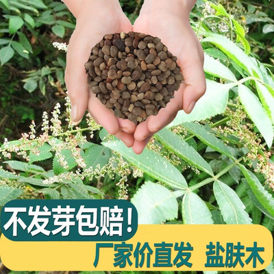 盐肤木种子护坡灌蜜源树五