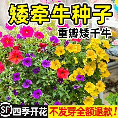 牵牛花种孑重瓣矮四季播开