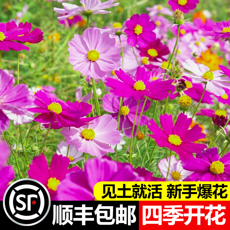 波斯菊花籽格桑花花种籽子多彩四季播种开花室外易活野花组合种孑