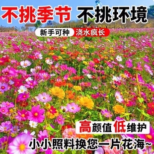 野花组合花种子草坪草花种籽子多季播种开花花格桑花籽太阳花种孑