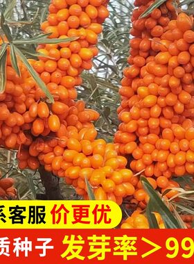 大果沙棘种子深秋红枣树籽