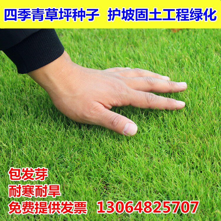 四季青草坪种子护坡草籽高羊茅狗牙根黑麦草耐践踏工程绿化种包邮