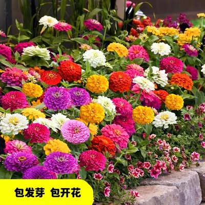 百日草重瓣花种籽子混色多年生图片