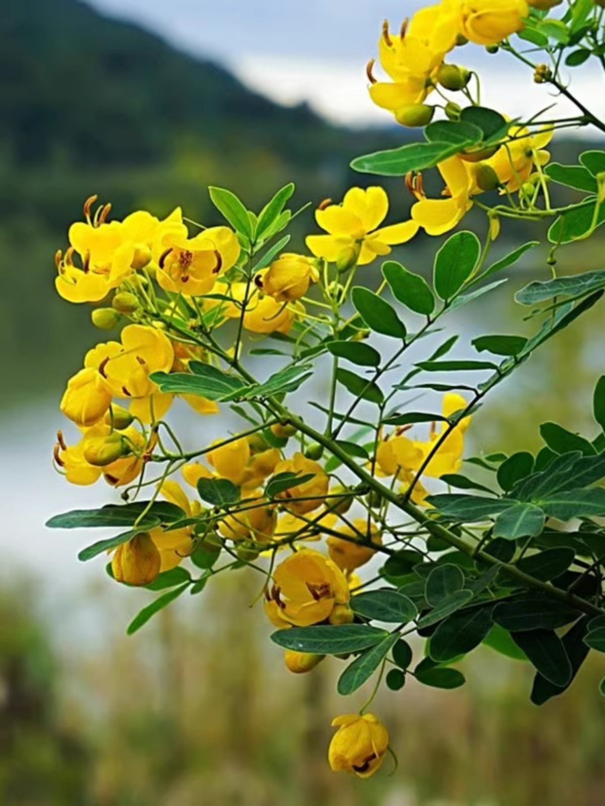 蛇灭门苗盆栽种子庭院室内