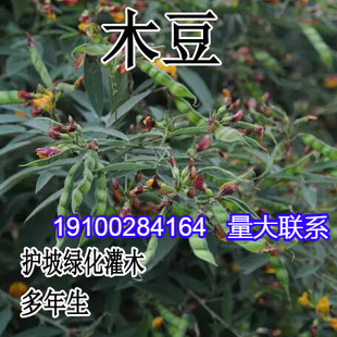 木豆种子 直立灌木 树豆 柳豆 豆蓉 树黄豆 三叶豆种子