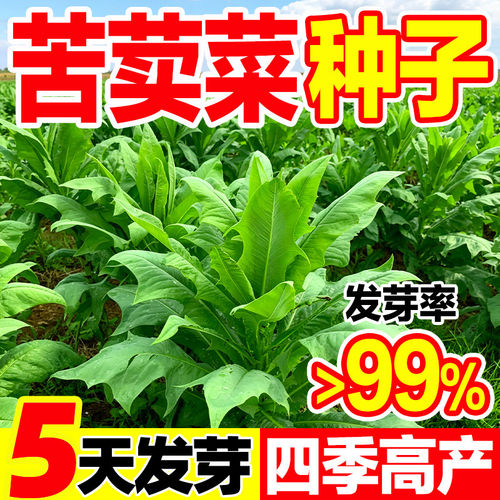 苦荬菜种子苦麦菜种籽大叶四季牧