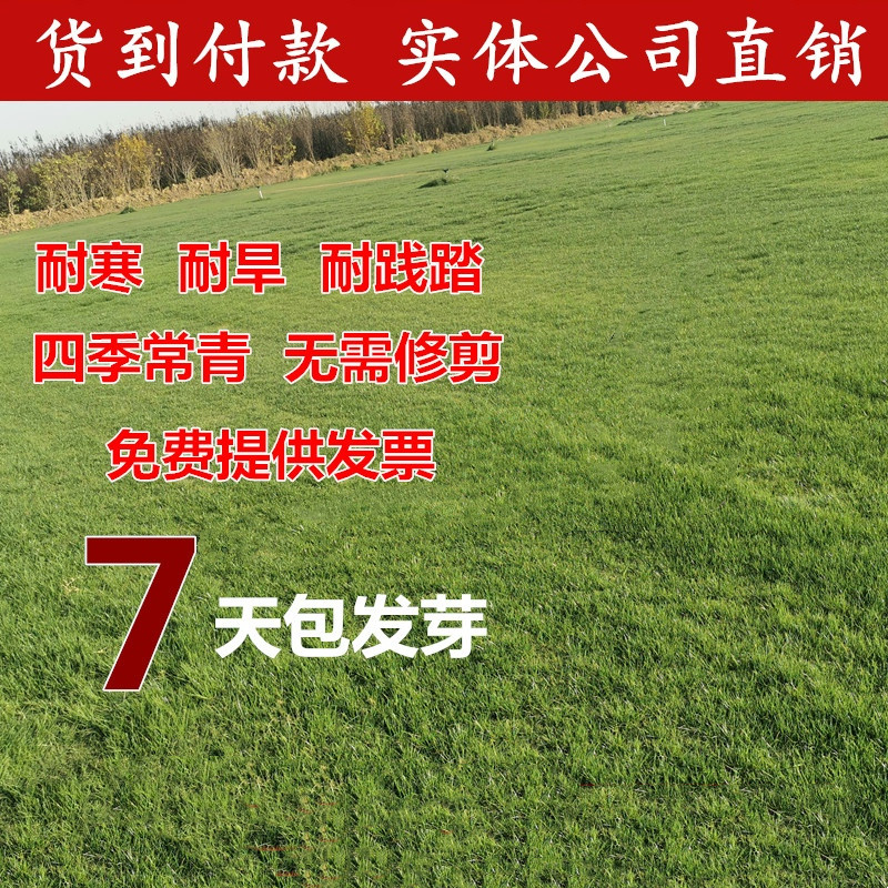 草坪种子四季青护坡草籽高羊茅狗牙根黑麦草耐践踏庭院绿化草种籽