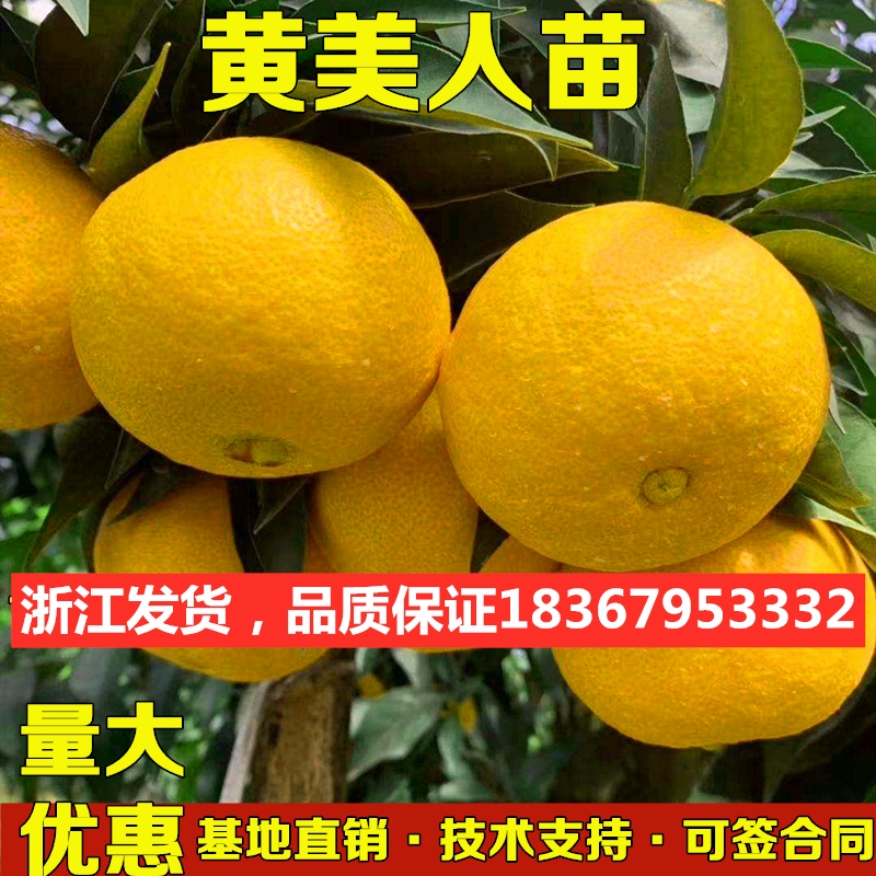 正宗象山黄美人红美人爱媛68号橘子苗爱媛38号柑橘树苗南方种植