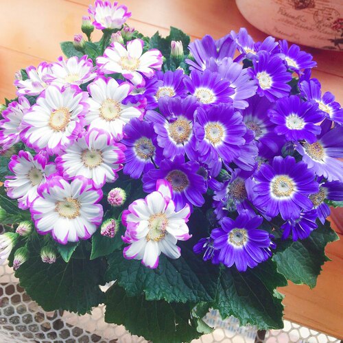 瓜叶菊种子花卉春播植物花籽