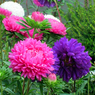 春季院子里适合种的花 矮杆大花翠菊花种子籽子易活室外花卉种孑